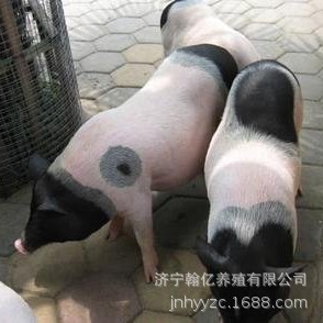 巴马香猪宠物香猪小香猪怀孕母猪泰国小香猪养殖技术香猪猪苗