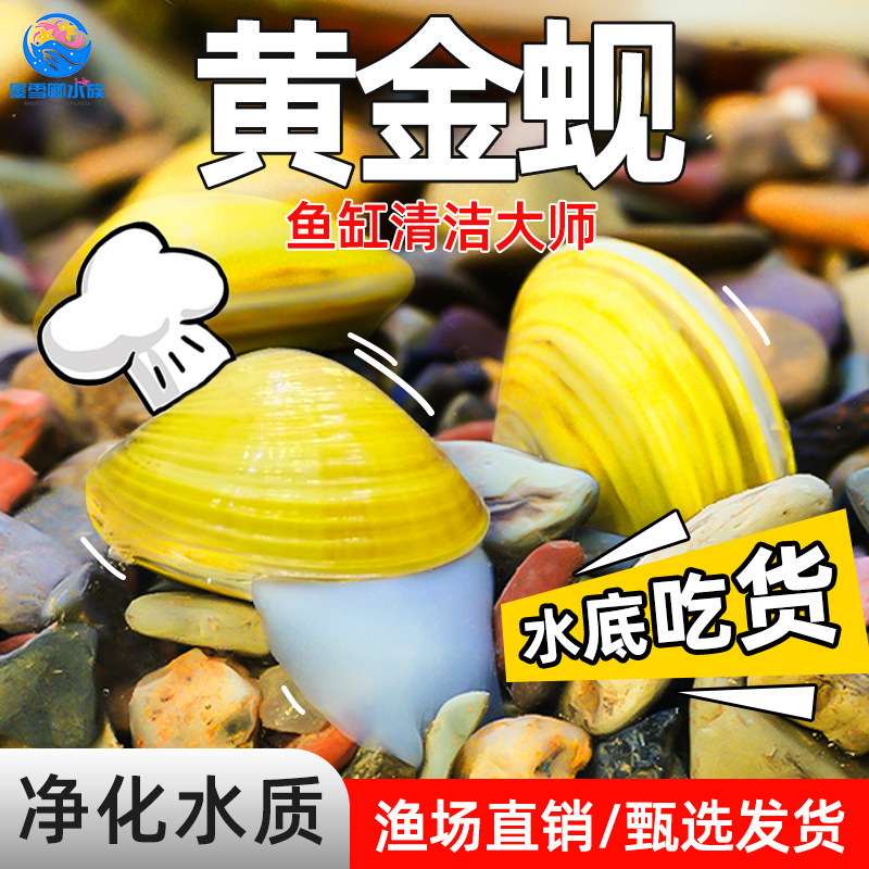 Gold Clams, River Clams, Small River Clams, Gold Snails for Algae Removal, Water Purification, Aquarium Fish Waste Cleaning
