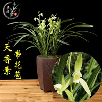 Орхидея Рассада с цветочным бутоном Jianlan Tianxiang Luzhou-Горшечное цветочное растение в помещении Четыре сезона Хорошо поднять ценные цветы