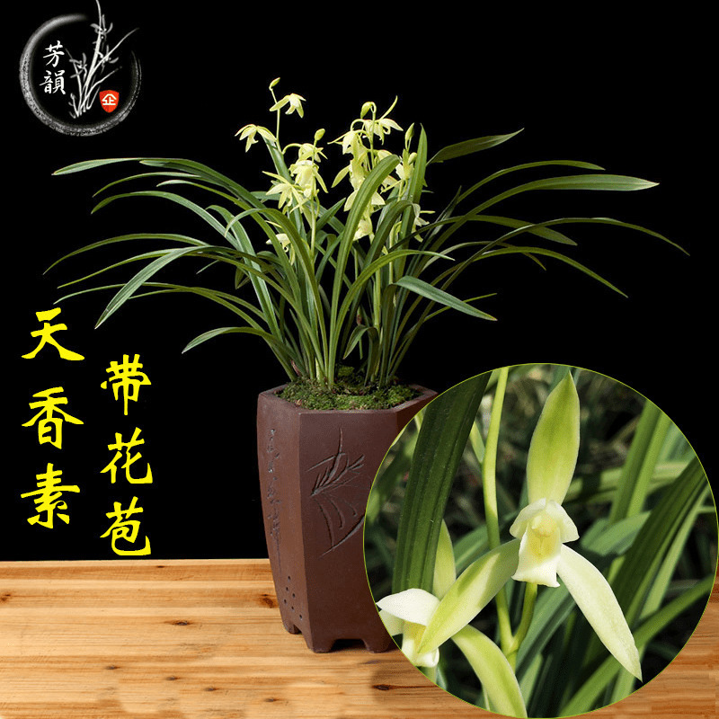 Orchid Seedlings with Buds, Jianlan Tianxiang, Strong-Scented Potted Flower Plants, Indoor Plants That Are Easy to Grow Precious Florals in All Seasons