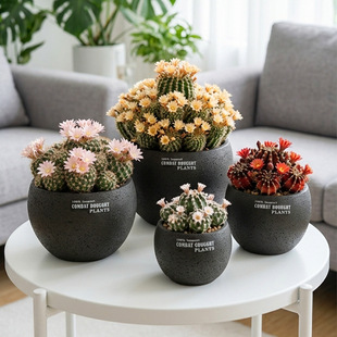 �F���r��ins�L�߼����҃�С�����������ɫ�A�λ���͸����⻨��