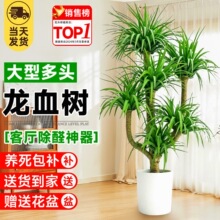 ��Ѫ��͏d�Gֲ���^��Ѫ�����F��͏d�Gֲ�҃ȴ�����Ѫ������ֲ��