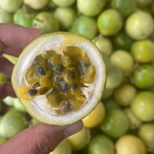 钦蜜9号黄金百香果5斤黄色鸡蛋果西番莲新鲜百香果甜蜜多汁代发