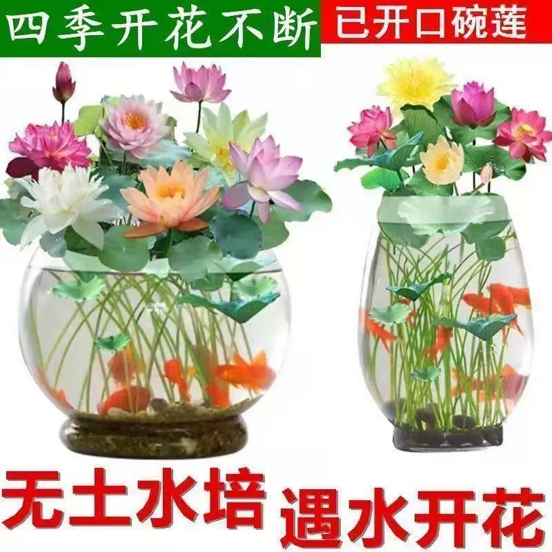 [7 дней для прорастания] Семена лотоса в чаше цветут в любое время года, зеленые растения в гидропонной водной культуре, водяные лилии, цветы лотоса в горшках без почвы.