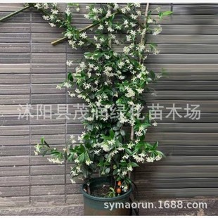 Wholesale Climbing Flower Trachelospermum Vine Silver Jasmine Seedlings Windmill Jasmine Seedlings Base Delivery Climbing Plants
