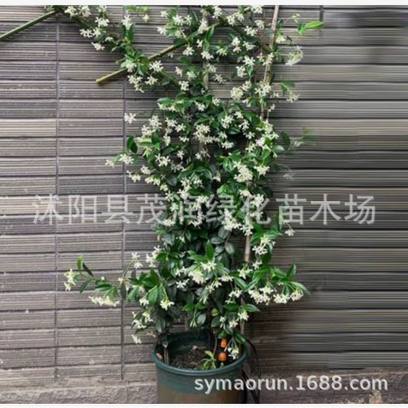 Оптовая Вьющиеся цветы Каменная лоза серебро Саженцы жасмина ветряная мельница Саженцы жасмина база доставка вьющиеся виноградные растения