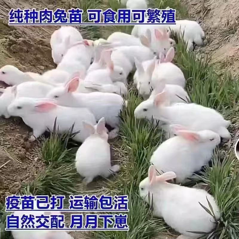 Little white rabbit living creature, a pair of male and female, month and month rabbit, live rabbit, meat rabbit, cub seedlings, giant adult rabbit seedlings