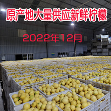 原產地直供新鮮黃檸檬青檸檬檸檬茶 2022新果 50斤 型號齊