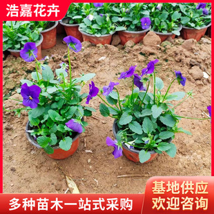 Solid Color Pansy Potted Seedlings Qingzhou Flower Base Wholesale High Survival Rate Red, Yellow and Purple Multi-Color Pansy Seedlings
