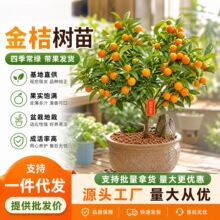 可食用带果脆皮四季橘子树苗客厅室内外浓香花卉绿植物金桔树盆栽