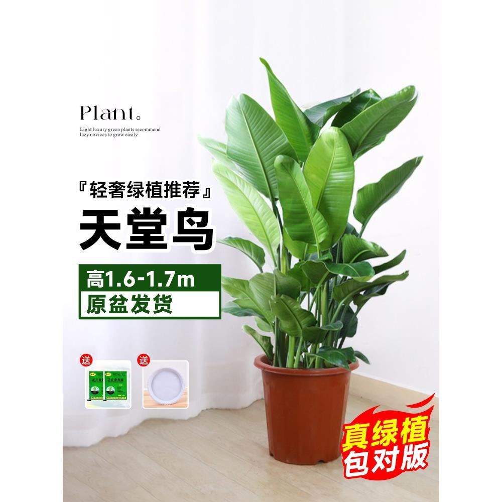 원래 냄비에 있는 극락조 새 높이 1.6- 1.7m /7~8 [집까지 배달] 점프 애완동물