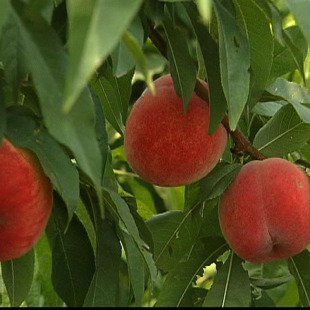 ˮ���Ҙ���޽ӹ����������ˮ����ռ�ع����ϱ����Nֲ����Y��