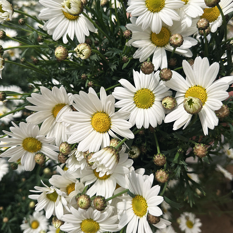 백설공주(폭발기) 클래식 품종