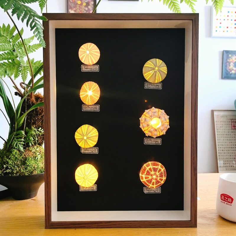Wooden Hollow 5cm Large Size Wall-Mounted Display Frame for Sea Urchin Shells, Conch Specimens, Storage, Empty Picture Frame, Tabletop Display