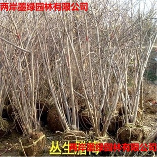 Clustered Wintersweet Saplings Potted Large Lollipop Courtyard Ground Planting Strong Fragrance Cold-Resistant Grafted Wintersweet Tree