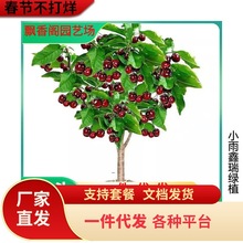 ���Ϲ�����ľ�Ϸ��޽�܇���Ә��� ������������� ������������