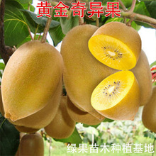 新西兰黄金奇异果苗 猕猴桃树苗 奇异果黄心猕猴桃金果树苗南北方