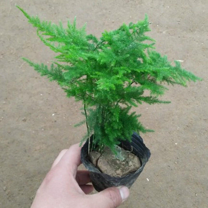 Оптовая бонсай цветы саженцы бамбука бамбук вечнозеленые декоративные растения бамбук горшечные растения