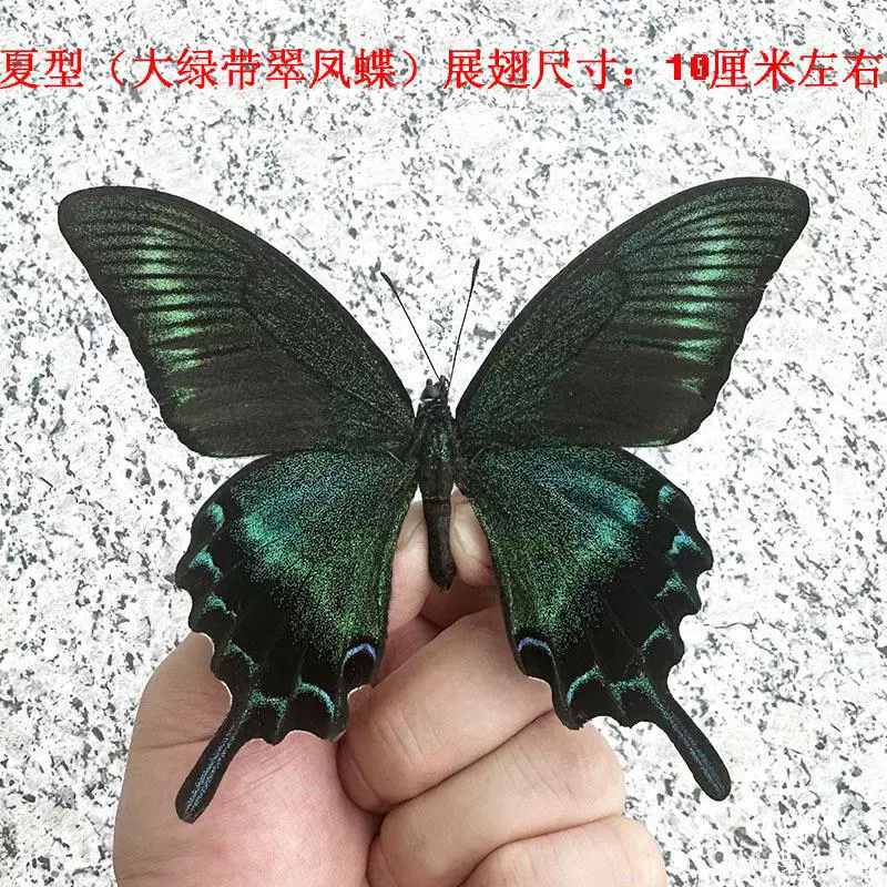Настоящие образцы бабочек с крыльями и без них, различные оригинальные бабочки, разные бабочки и насекомые, обучающая коллекция для детского сада, реквизит для фотографий.