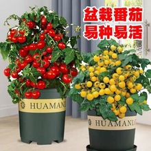 【矮生红裙子番茄阳台可种】新鲜四季观赏播种园艺种植品质黑番茄