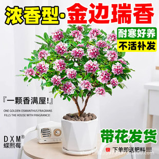 ��߅�������ԝ����͎������͏d�҃��ļ�ֲ���辰���������Ϙ��ͺ�