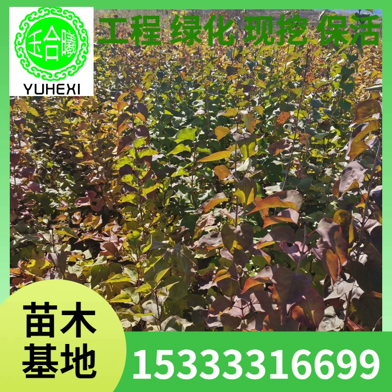 Малолистная сирень, четырехсезонная сирень, саженцы сирени, 10-150cm ландшафтных саженцев живой изгороди