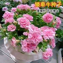 �ذ갫��ţ��߅���ļ��ɷN���B�M�ڶ��������ԾGֲ���ֻ��ܷN��