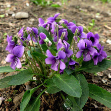 紫花地丁种子堇菜野生紫地丁药用花种子四季多年生耐寒花卉籽