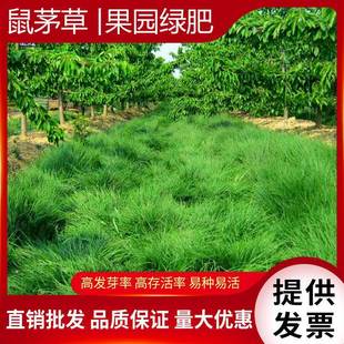 Mouse Grass Seeds Orchard Green Fertilizer Mouse Grass Seeds Mouse Grass Seeds Mouse Grass Seeds Mouse Grass