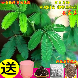 �ļ����߲ݷN�Ӻ��߲�����ݻ��W������ͥԺ�̨���Ժ������