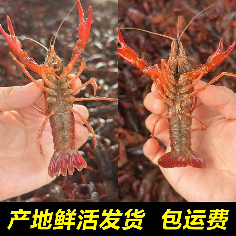 湖北潜江清水小龙虾鲜活小龙虾批发商用新鲜活的龙虾大虾批发生鲜