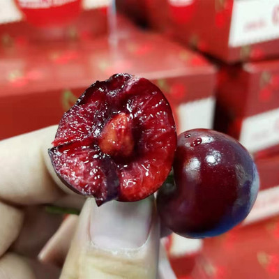 空运发货 智力车厘子 桑提娜 2斤5斤装 车厘子一件代发