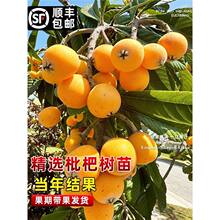 ˹ͥԺˮشoɰǼ޽˘ϱNֲ