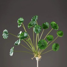 18Ƭ�����~����Gֲ�ָ�С���~�~�X�ݽ𾀲�С�辰���l�ٻ����X�~