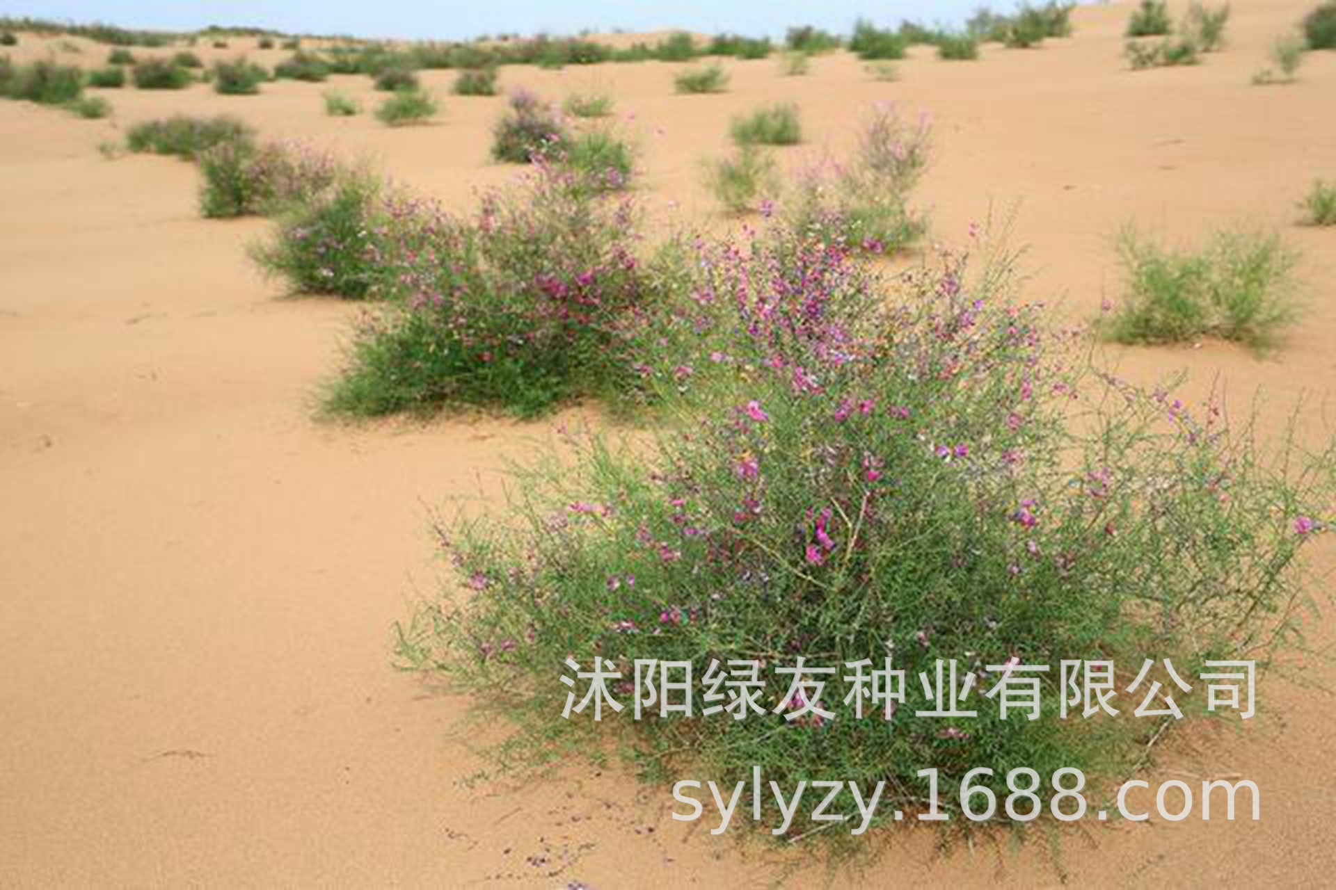 花棒种子 花棒沙漠种子