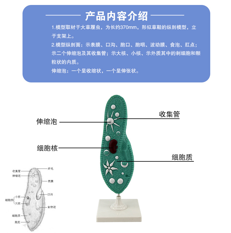 33103草履虫模型（常规）_06.jpg