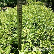 金禾女贞常绿性绿化工程市政苗木 高度20-40公分
