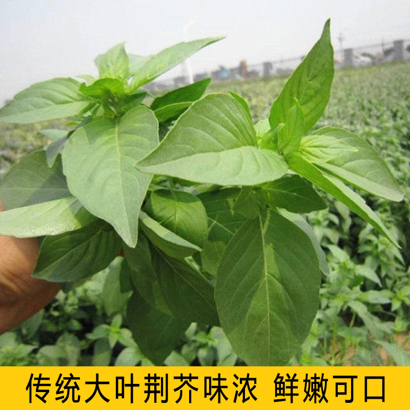 厂家批发68种药材种子大叶荆芥种子庭院四季播种荆芥籽花种子