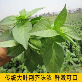 厂家批发68种药材种子大叶荆芥种子庭院四季播种荆芥籽花种子