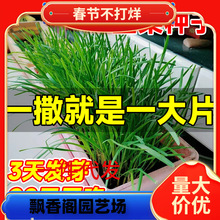 һ�����l�²˷N���ϸ������ļ����~��С�~�����ļ��̨�����߲˷N