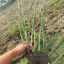 出售各种规格水生植物 水葱 湿地公园绿化  场地直发 诚信第一