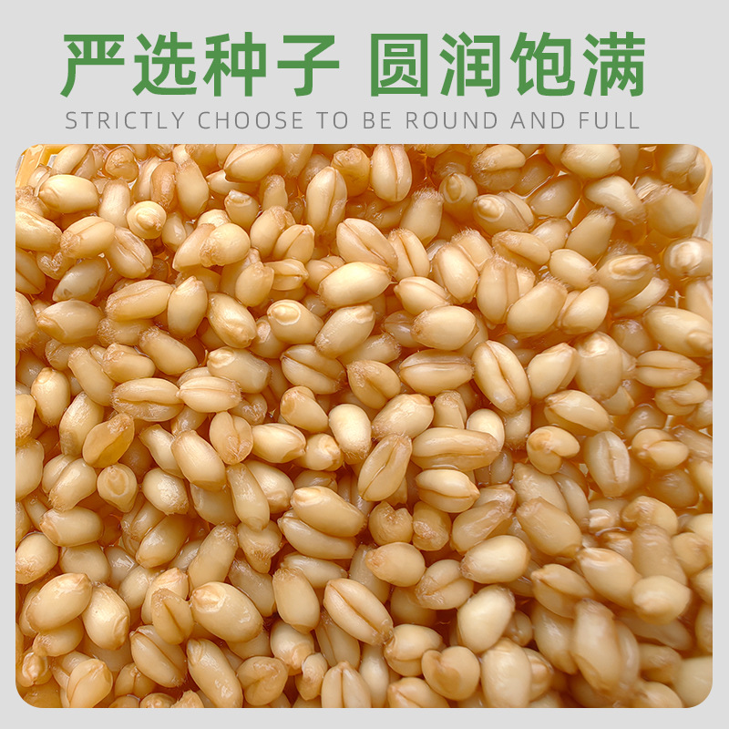 Wholesale Cat Grass Seeds Hydroponic Soilless Cat Grass Seeds Hair Removal Ball Cat Snacks Individually Packaged Seeds