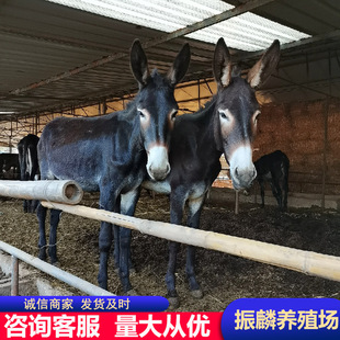 ��Ʒ���H�Bֳ���� �N�۵����HС�H�x ���l���H���Bֳ���g