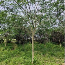 柴源农林苗木基地 合欢树 2公分—35公分 庭荫树 行道树 风景树