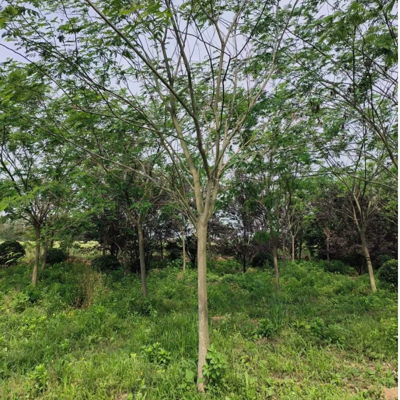 Сельскохозяйственная и лесная база рассады Чаиюань Albizia 2cm - 35cm Тенистые деревья, уличные деревья, ландшафтные деревья