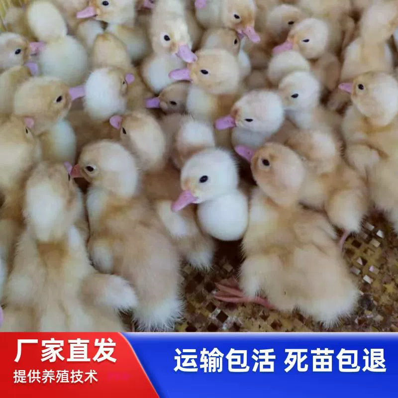 Однодневные утенки из вишневой долины, бройлерные утки, утки с белым пером, пекинская утка по-пекински, крупные быстрорастущие утёнки оптом, живые животные