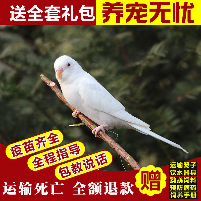 生きたオウム、生きた鳥、セキセイインコ、話す鳥、ペットの鳥、雲の斑点、小さな飼い慣らされたオカメインコ、生きた鳥|undefined