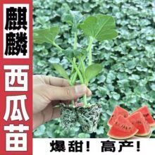 �����玧��8424����ϱ����������ش�Нh��������޽�������N��