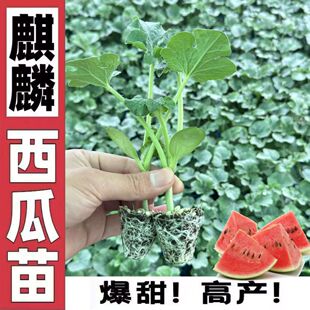 �����玧��8424����ϱ����������ش�Нh��������޽�������N��
