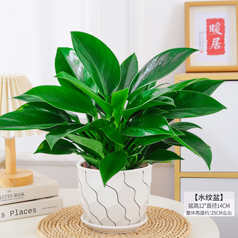 골든다이아몬드 25cm 3그루(곡선형 세라믹 화분) + 영양액